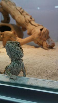 Bearded dragon