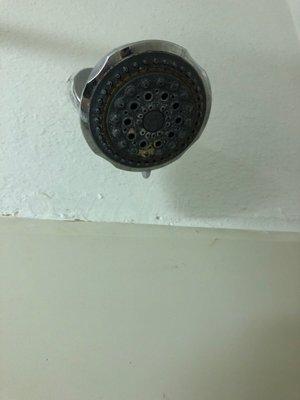 Mold growing on the shower head