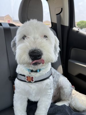 I had to wait in the car because no puppies are allowed on property But I got a bite of peach ice cream for being a good boy!