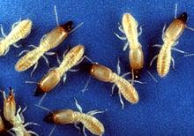 Subterrainian Termite