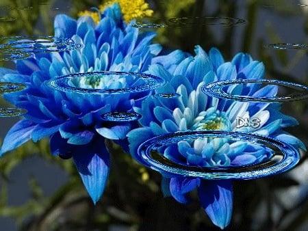 Water Lily Multi-Cleaning Services