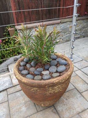 Leucadendron with beach rocks in a pot!