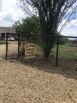 Big Chicken Daylily Farm