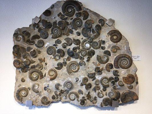 Ammonite Cluster from Morocco ~ 390 Million years old - Wall mounted