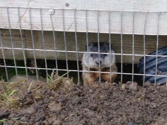 Groundhogs under this Dayton Ohio deck