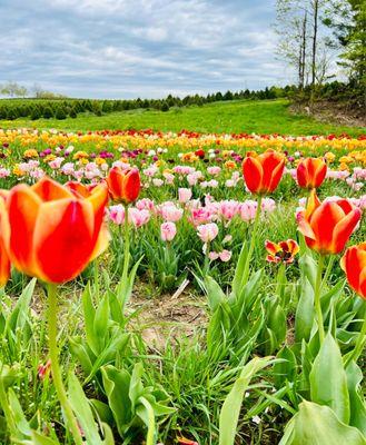 Tulip fields