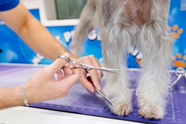 Pet, Bath & Beyond Mobile Grooming