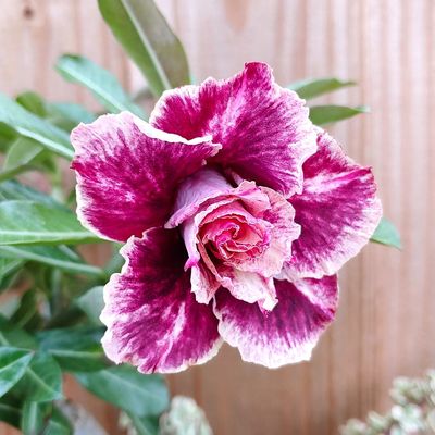 My Desert Rose finally bloomed.