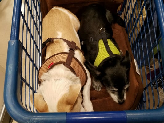 This is my dog and his brother out shopping...or napping...in their HARNESSES because they are on leash.