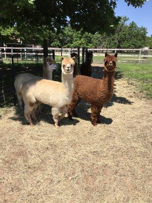 The "girls " curious as to why I'm out here!