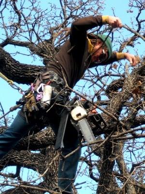 David Fincher pruning a post oak