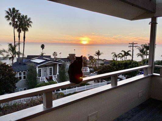 Sweet Mink watching the beautiful So Cal sunset