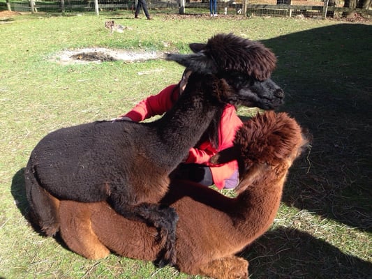 Alpaca lovin... X-Rated