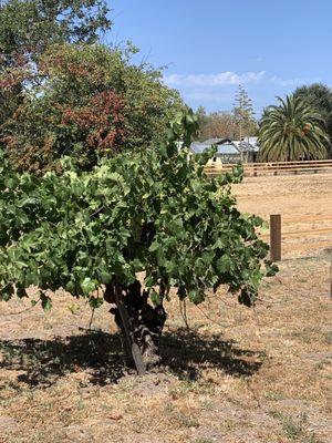 Old vine grape.