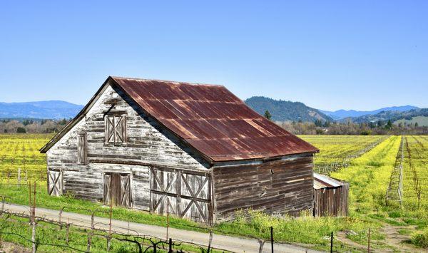 Barn and vineyards