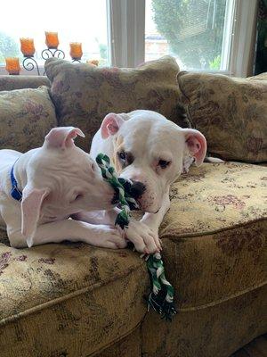 Great session with Capri, a beautiful deaf puppy that has learned to co-exist happily with her sister!