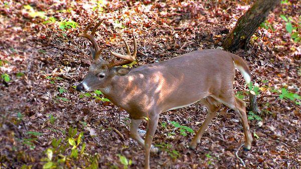 Wild Game Processing