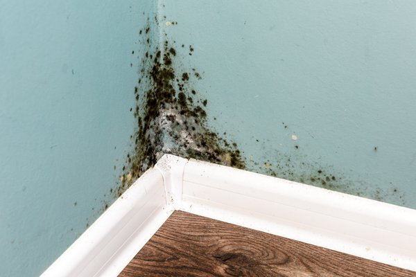 Mold can destroy a beautiful home. Take AXION today.