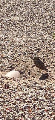 Within a minute was welcomed by a burrowing owl.