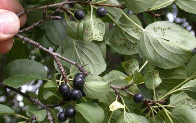 Buckthorn Removal -  Invasive species that, when not controlled, can take over your yard. We can professional remove this Bucthorn.