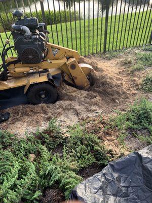 Stump Grinding