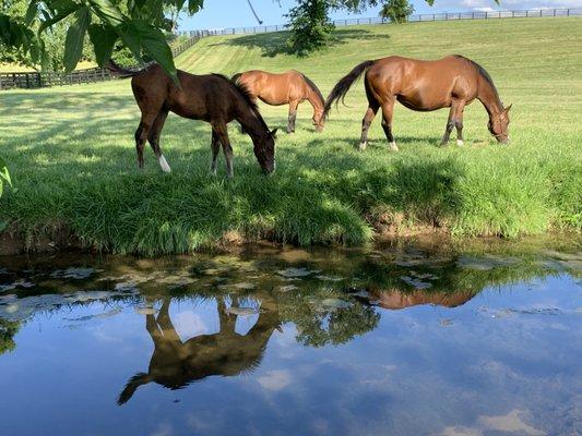 Sun Valley Farm