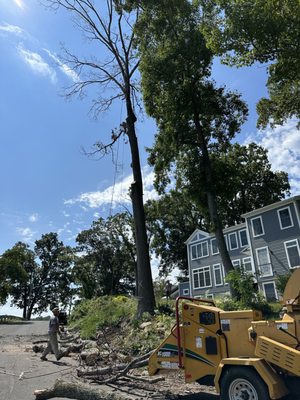 Tree removal and brush being chipped.