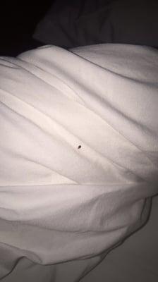 I stayed at this hotel for a hr & woke up with bed bugs bites this place was horrible