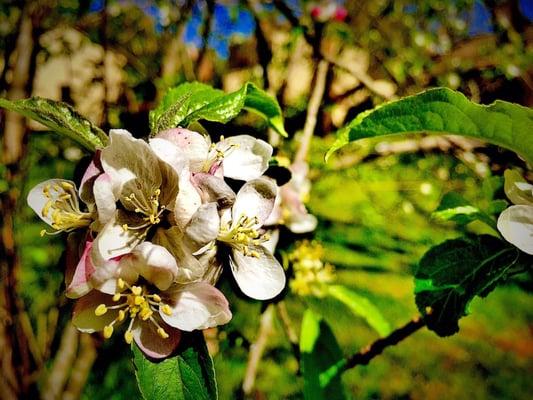 A variety of plant life, both practical and beautiful grace the grounds of the Walnut Grove Plantation.