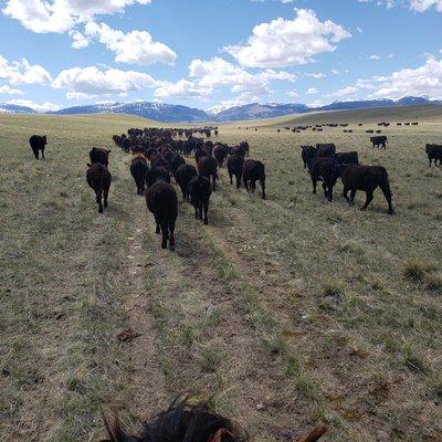 Moving cows to a new pasture