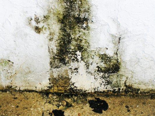 Toxic mold can often be found in dark, damp places like basements (and is common in Buffalo).