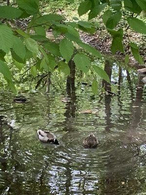 Ducks in the stream