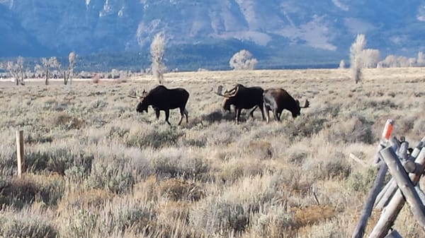 Grand Teton National Park Tour