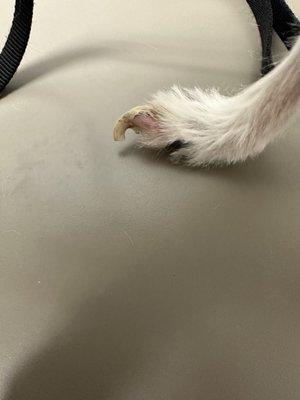 Growth on dogs toe