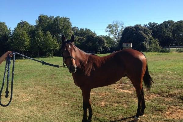 Two year old horses