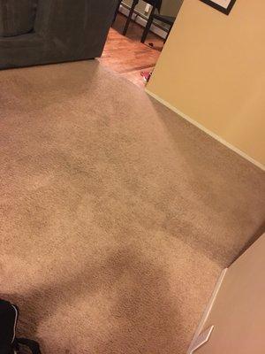 Excellent job carpet cleaning