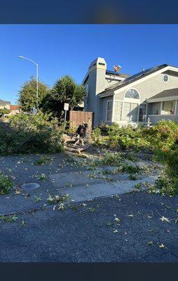 Tree removal