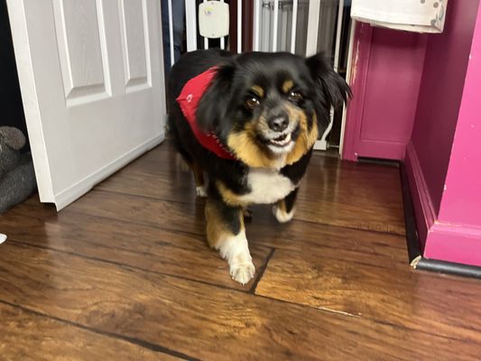 "Moose"  making a silly face for his after grooming photo!