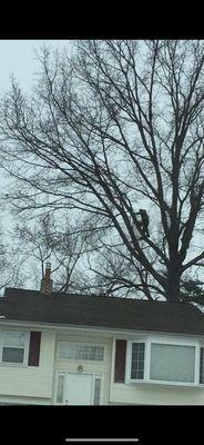 Gigantic tree overhanging house.