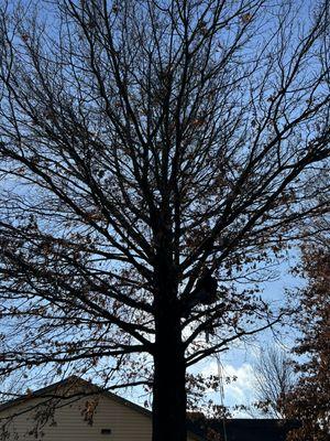 Trimming two oak trees.