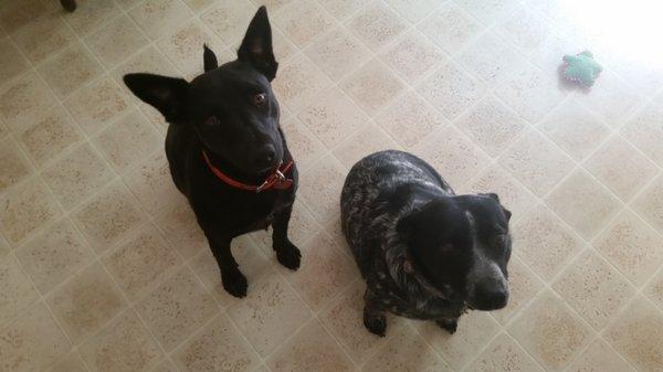 My dogs - Pandora and Candy