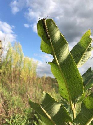 Stillwater Prairie Reserve