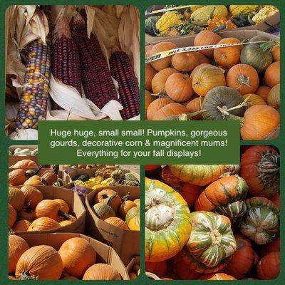 Pumpkins, gourds, decorative corn