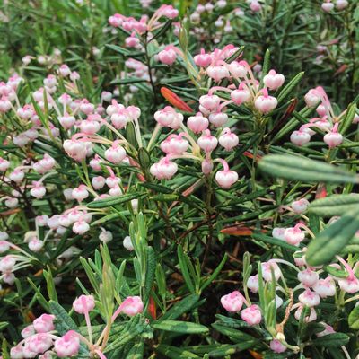 Bog Rosemary