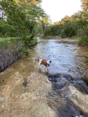 Dog loving the creek