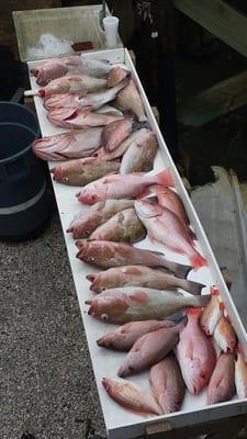 Red Grouper and Snapper! Action packed and very rewarding