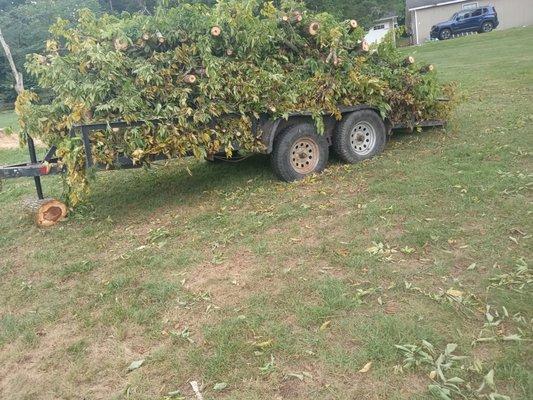 Half a day of cleanup and tree trimming