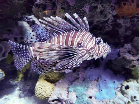 Reef Charities - coral, fish, and aquarium supplies (501c-3 nonprofit charity dedicated to reef preservation)