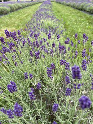 A row of lavender at the farm