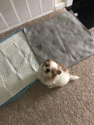 Mommy. I'm a big girl now. I went on the mat!